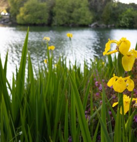 Iris germanica 'Ola Kala' (Zwaardlelie of Lis)