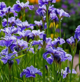 Iris pumila 'Azurea' (Dwergiris)