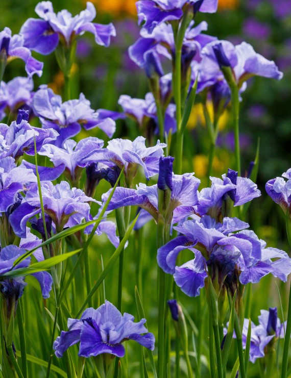 Iris pumila 'Azurea' (Dwergiris)