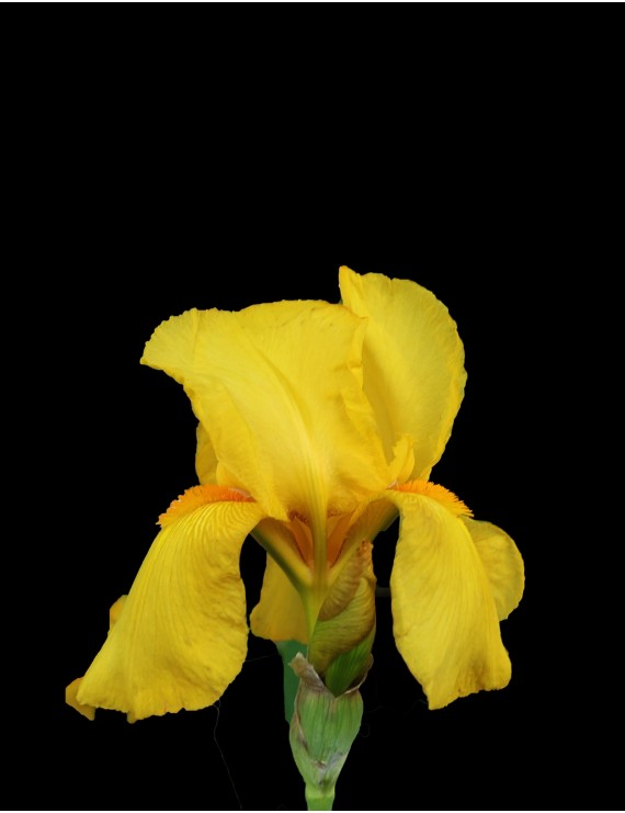 Iris pumila 'Brassii' (Zwaardlelie of Lis)