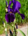 Iris sibirica 'Blue King' (Zwaardlelie of Lis)