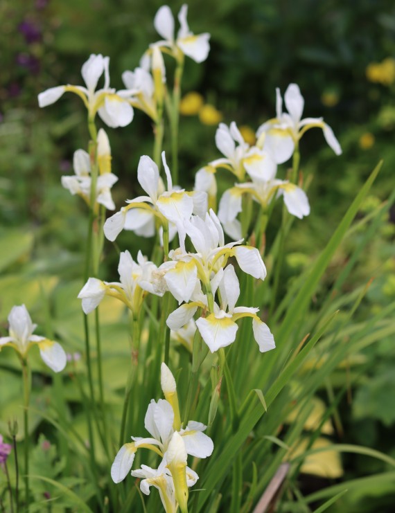 Iris sibirica 'Butter and Sugar' (Zwaardlelie of Lis)
