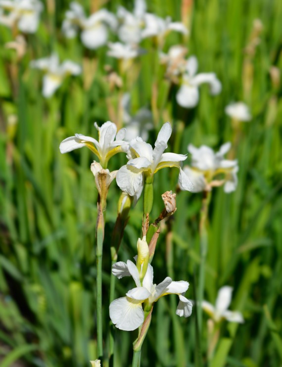 Iris sibirica 'Snow Queen' (Zwaardlelie of Lis)