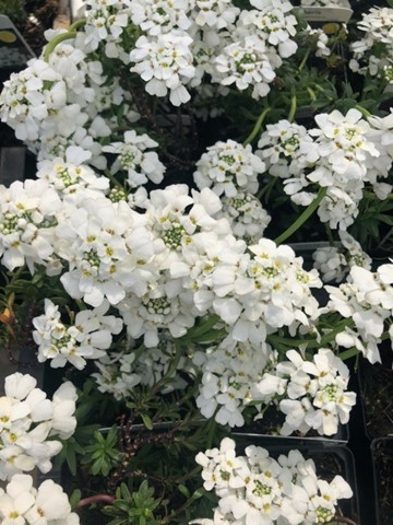 Iberis sempervirens (Scheefkelk)