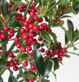 Ilex aquifolium 'Alaska' (Hulst) Ilex aquifolium 'Alaska' (Hulst)