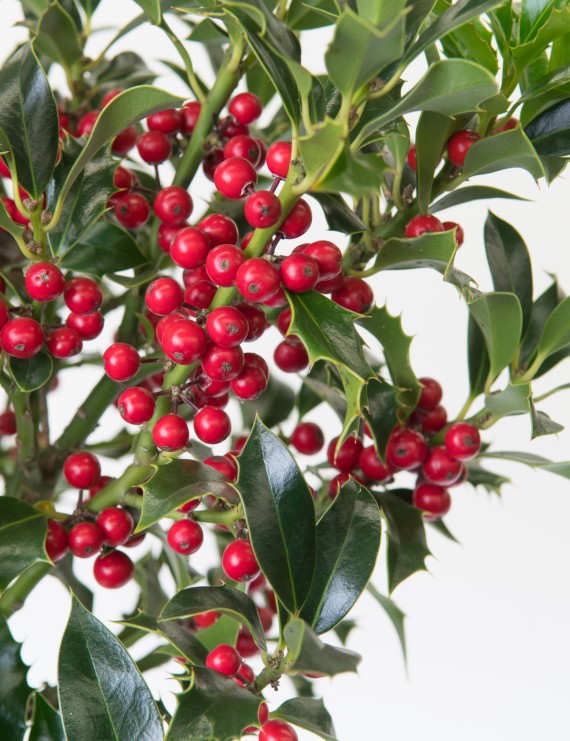 Ilex aquifolium 'Alaska' (Hulst)