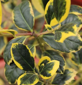 Ilex aquifolium 'Aureomarginata' (Hulst) Ilex aquifolium 'Aureomarginata' (Hulst)