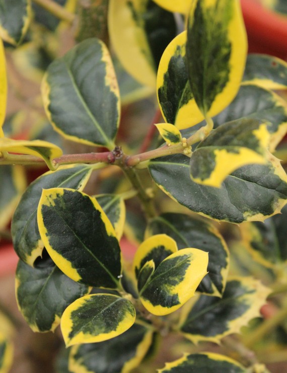 Ilex aquifolium 'Aureomarginata' (Hulst) Ilex aquifolium 'Aureomarginata' (Hulst)