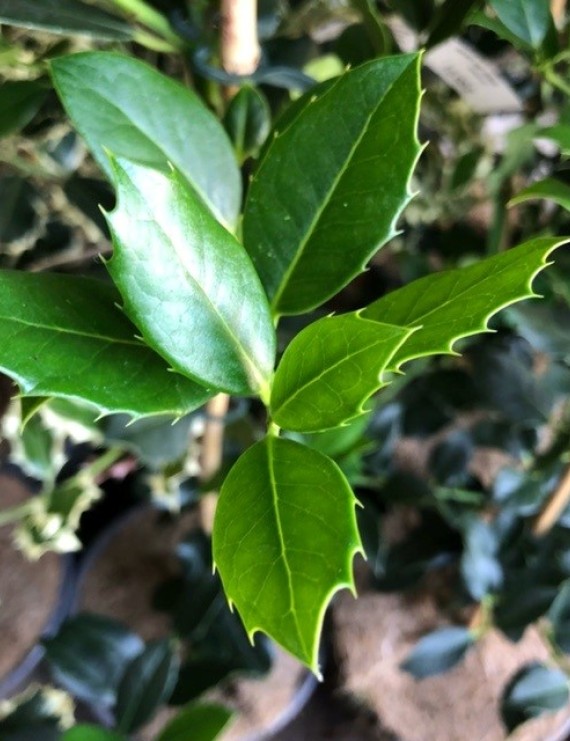 Ilex aquifolium 'J. c. van Tol' (Hulst)