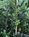 Ilex aquifolium 'J. c. van Tol' (Hulst)