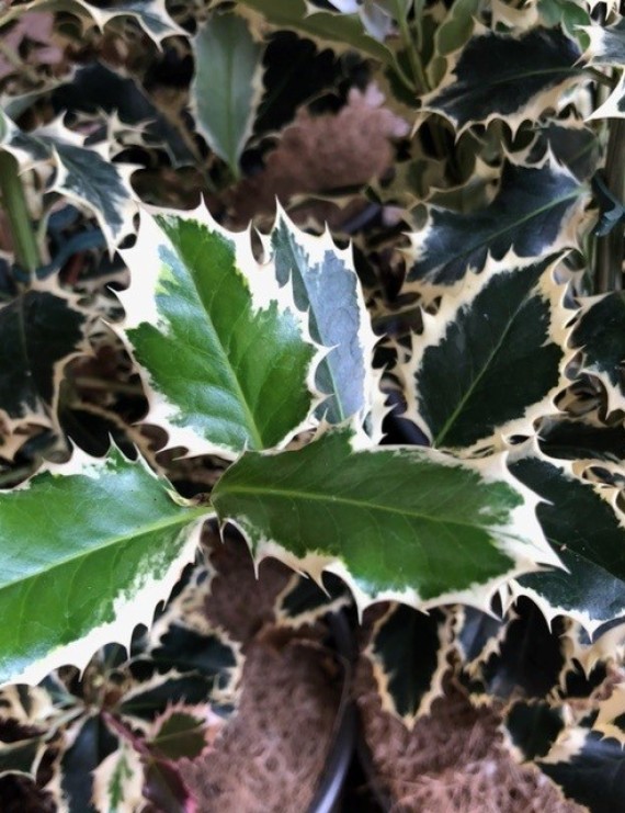 Ilex aquifolium 'Argenteomarginata' (Hulst)