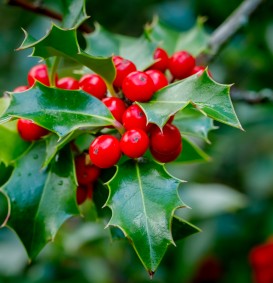 Ilex aquifolium (gewone hulst) Ilex aquifolium (gewone hulst)