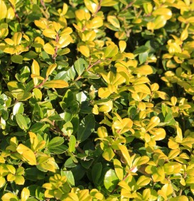 Ilex crenata 'Golden Gem' (Hulst) Ilex crenata 'Golden Gem' (Hulst)