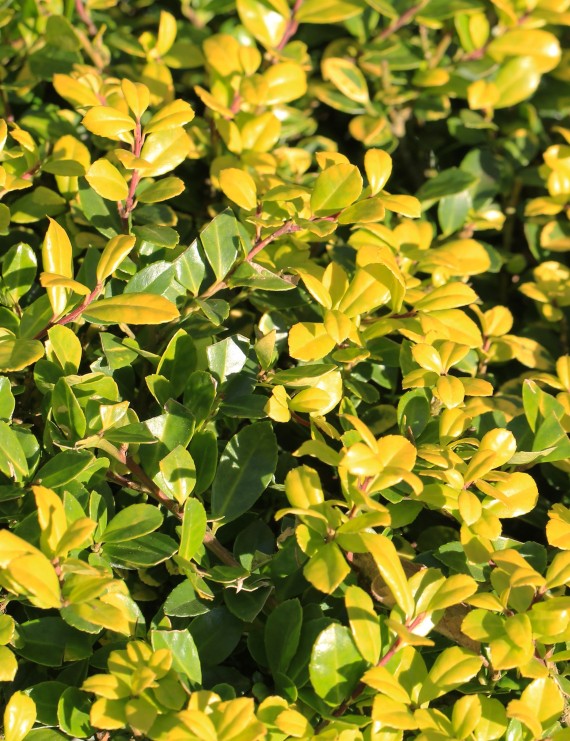 Ilex crenata 'Golden Gem' (Hulst)