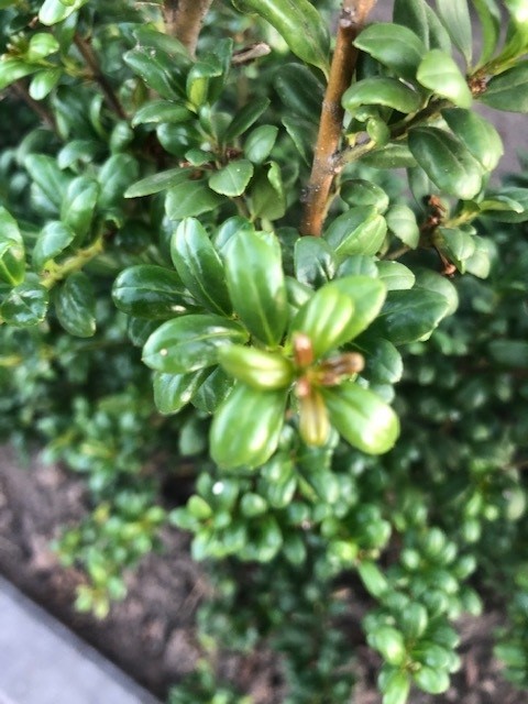 Ilex crenata 'Convexa' (Hulst)