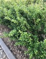 Ilex crenata 'Convexa' (Hulst)