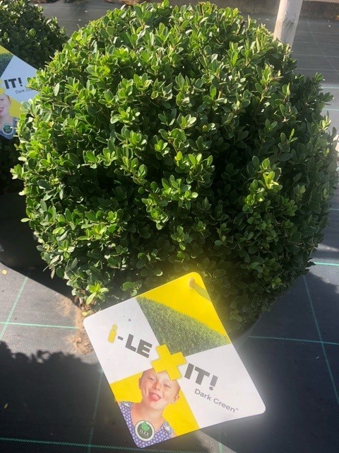Ilex crenata 'Dark Green' (Hulst)