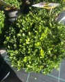 Ilex crenata 'Dark Green' (Hulst)