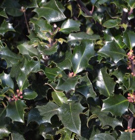 Ilex meserveae 'Blue Prince' (Hulst) Ilex meserveae 'Blue Prince' (Hulst)