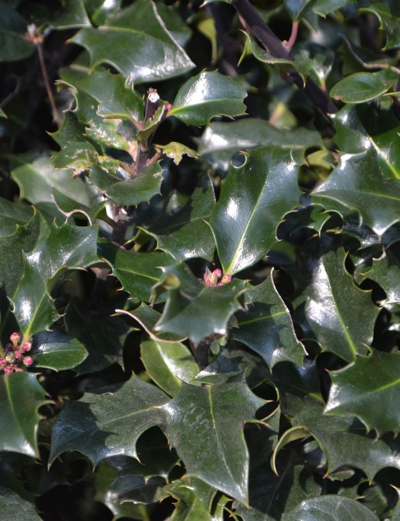 Ilex meserveae 'Blue Prince' (Hulst)