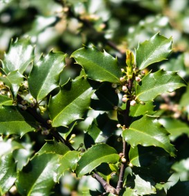 Ilex meserveae 'Blue Princess' (Hulst) Ilex meserveae 'Blue Princess' (Hulst)