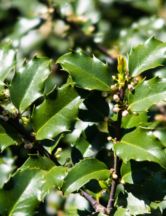 Ilex meserveae 'Blue Princess' (Hulst) Ilex meserveae 'Blue Princess' (Hulst)