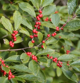 Ilex verticillata - mannelijk (Hulst) Ilex verticillata - mannelijk (Hulst)