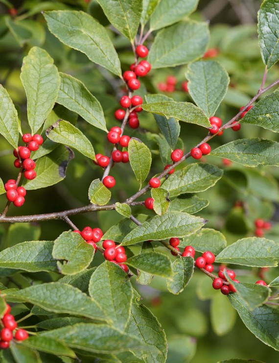 Ilex verticillata - mannelijk (Hulst)