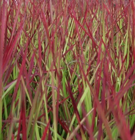 Imperata cylindrica 'Red Baron' (Japans bloedgras)