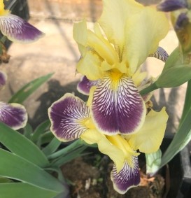 Iris germanica 'Nibelungen' (Zwaardlelie of Lis)