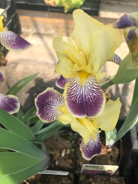 Iris germanica 'Nibelungen' (Zwaardlelie of Lis)
