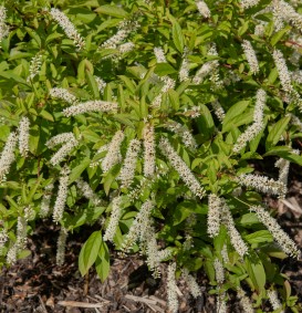 Itea virginica  (Bloemwilg)