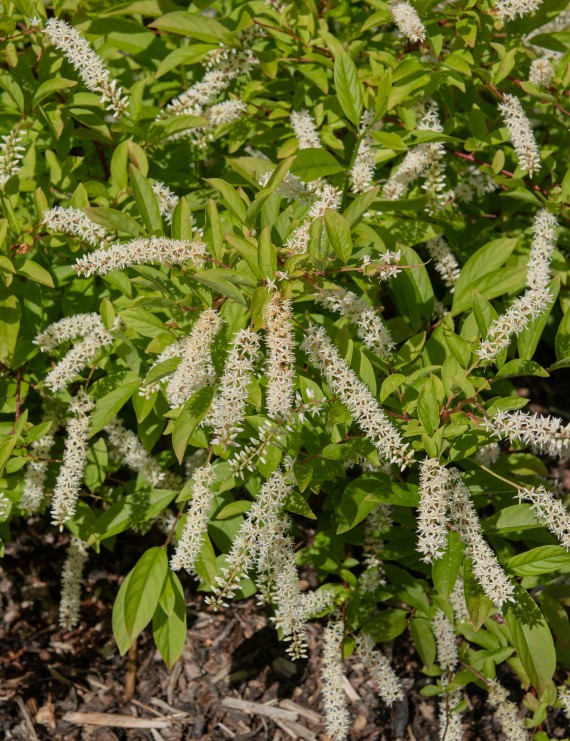 Itea virginica  (Bloemwilg)