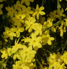 Jasminum nudiflorum  ( Winterjasmijn)