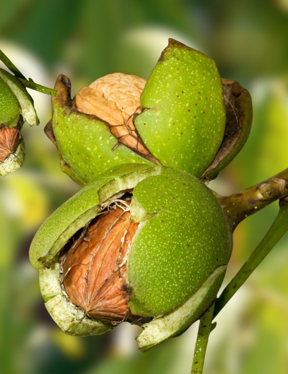 Notenboom 'Broadvieuw' (Juglans regia)