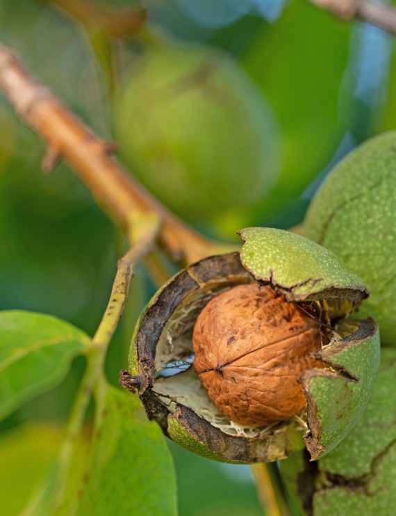 Notenboom 'Buccaneer' (Juglans regia)