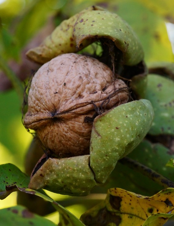 Notenboom of walnoot (Juglans regia)