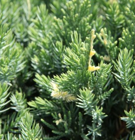 Juniperus chinensis 'Expansa Variegata' (Jeneverbes)