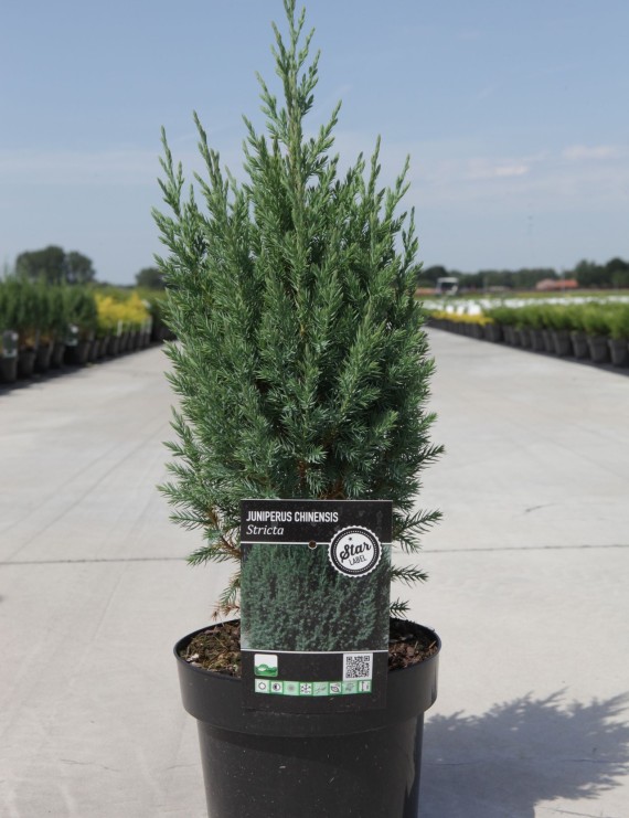Juniperus chinensis 'Stricta' (Jeneverbes)