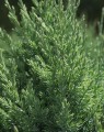 Juniperus chinensis 'Stricta' (Jeneverbes)