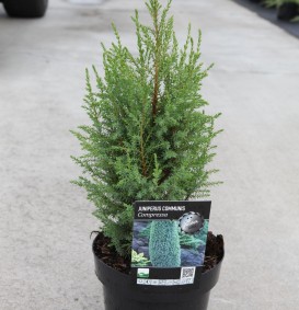 Juniperus communis 'Compressa' (Jeneverbes)