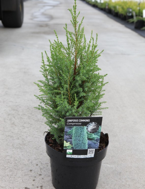 Juniperus communis 'Compressa' (Jeneverbes)