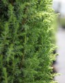 Juniperus communis 'Compressa' (Jeneverbes)