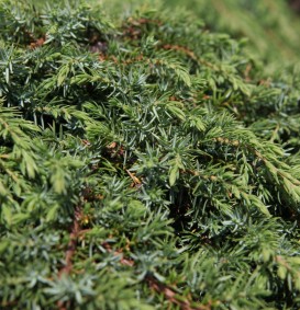 Juniperus communis 'Green Carpet' (Kruipende jeneverbes)