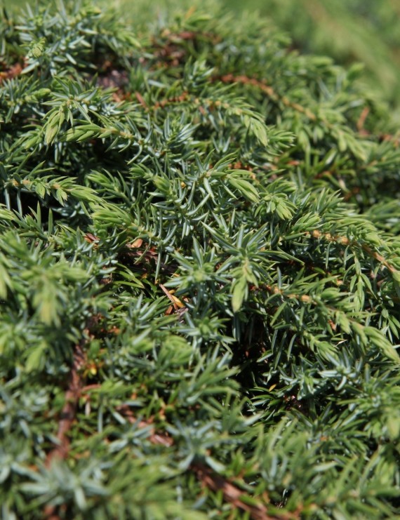 Juniperus communis 'Green Carpet' (Kruipende jeneverbes)