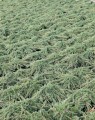 Juniperus communis 'Green Carpet' (Kruipende jeneverbes)