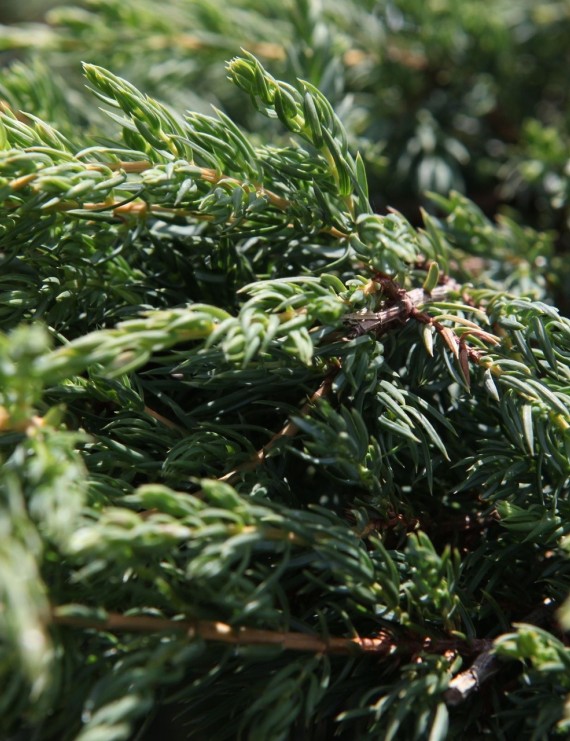 Juniperus communis 'Repanda' (Kruipende jeneverbes)