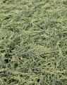 Juniperus communis 'Repanda' (Kruipende jeneverbes)