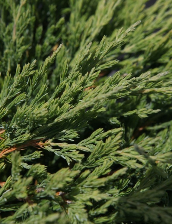 Juniperus horizontalis 'Andorra Compact' (Jeneverbes)