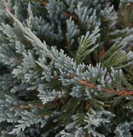Juniperus horizontalis 'Blue Chip' (Jeneverbes)